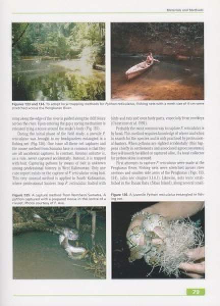 Preview: Taxonomy, Life History and Conservation of Giant Reptiles in West Kalimantan